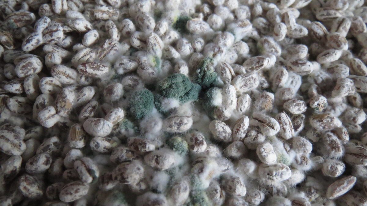 14 января 2024 года. Триходерма в лотке с боверией Картоплюс.