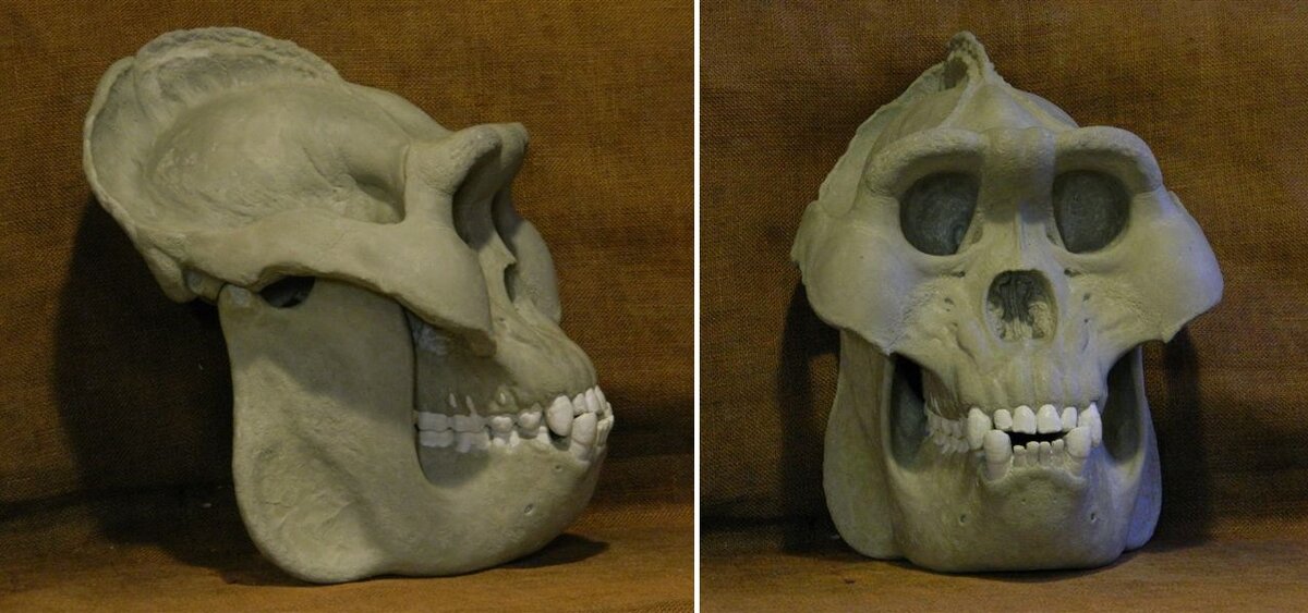 череп гигантопитека