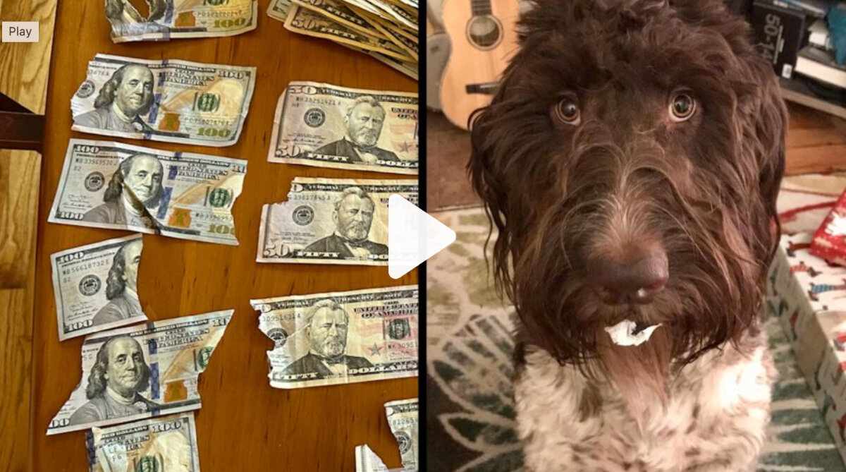 Картина "Сесил и баксы"