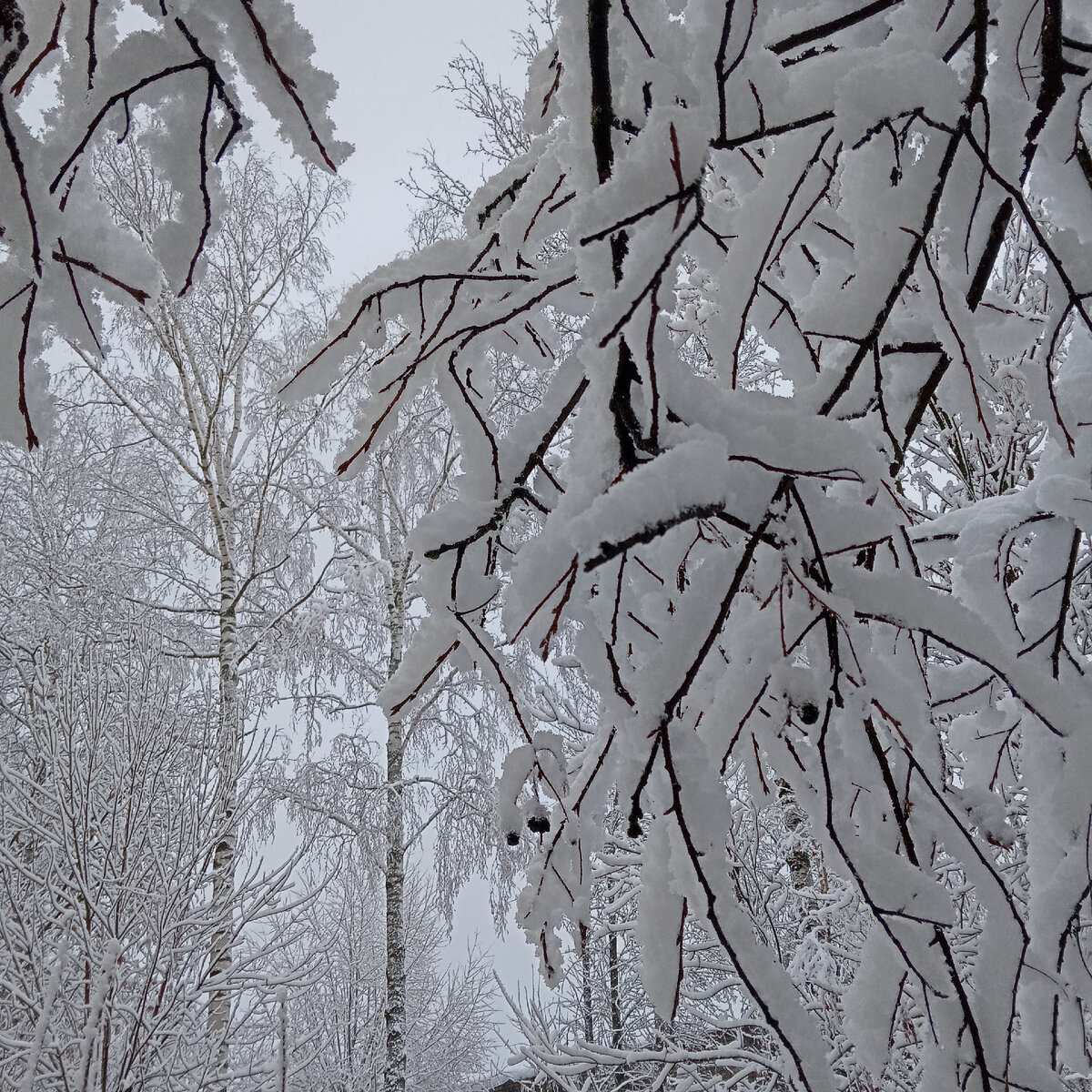 Зима во всей красе, январь 2024. Фото автора