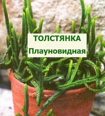 Толстянка плауновидная