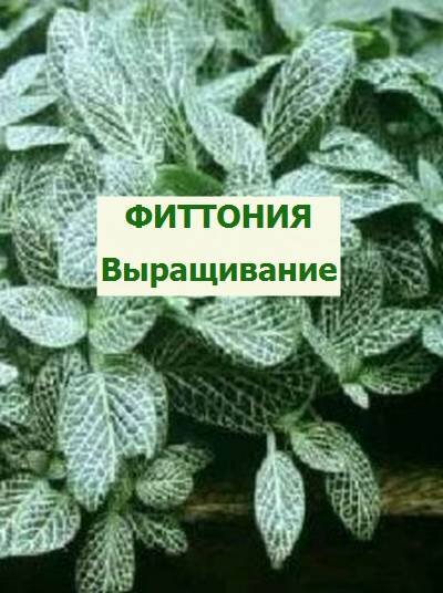 фиттония
