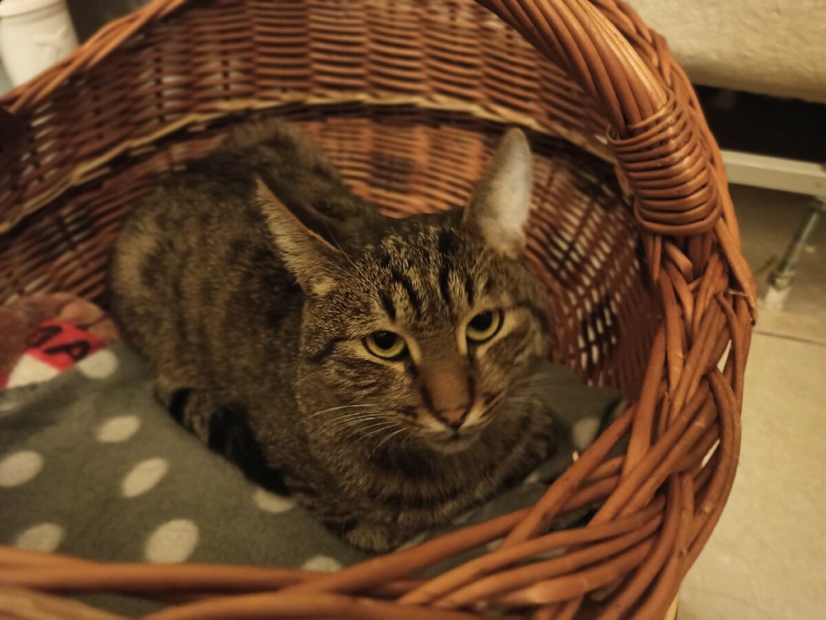 Трофим был тише мышки