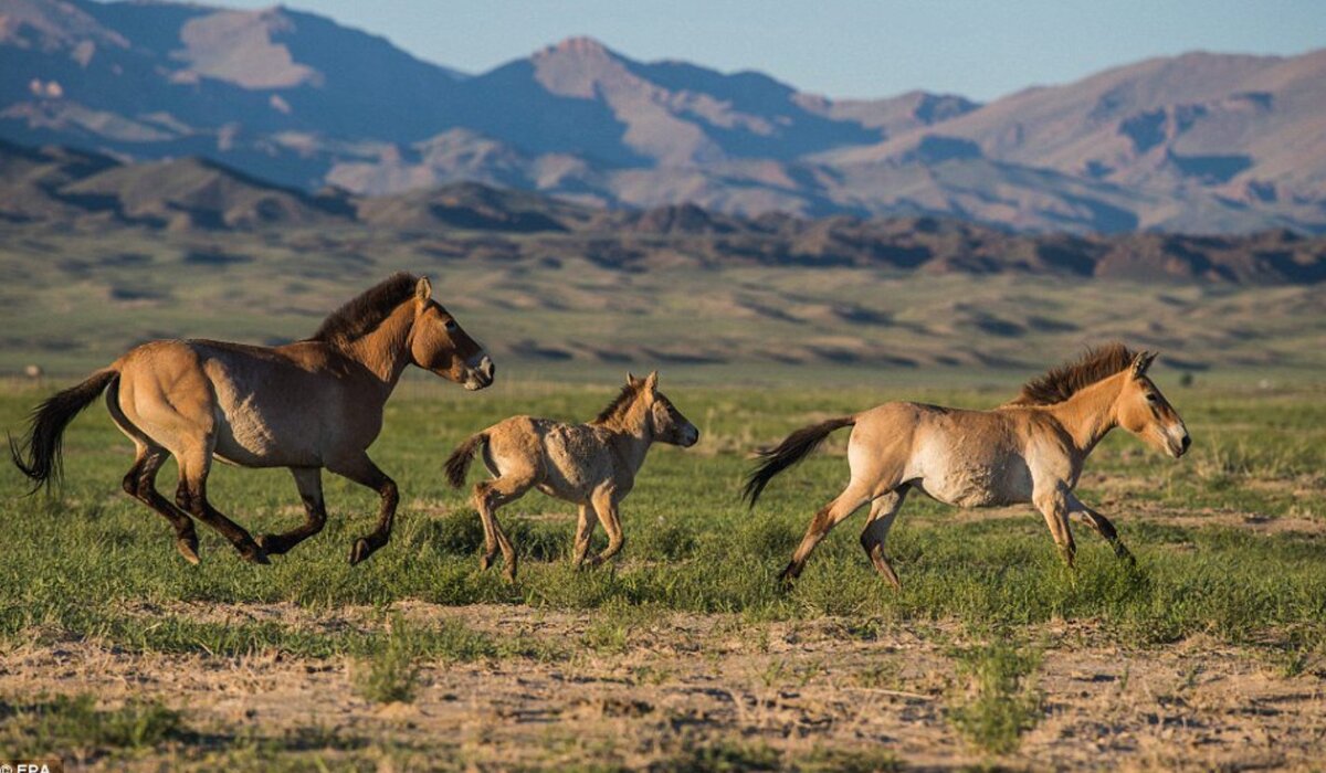 Дикая лошадь степей. Национальный парк Хустайн-нуруу. Хустайн-нуруу Монголия. Монголия парк Хустайн нуруу. Лошадь Пржевальского Монголия.