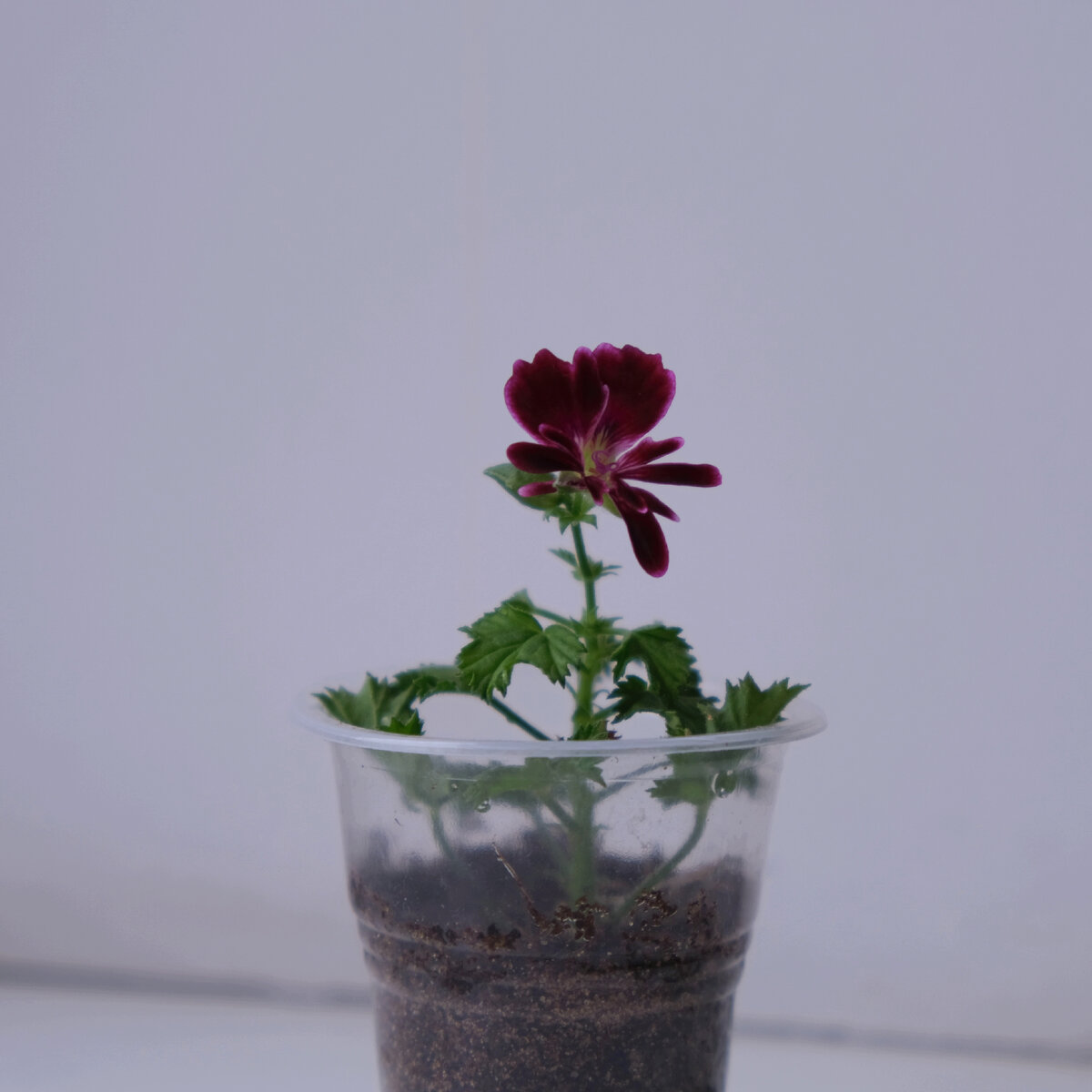 Пеларгония Berkswell Bonanza