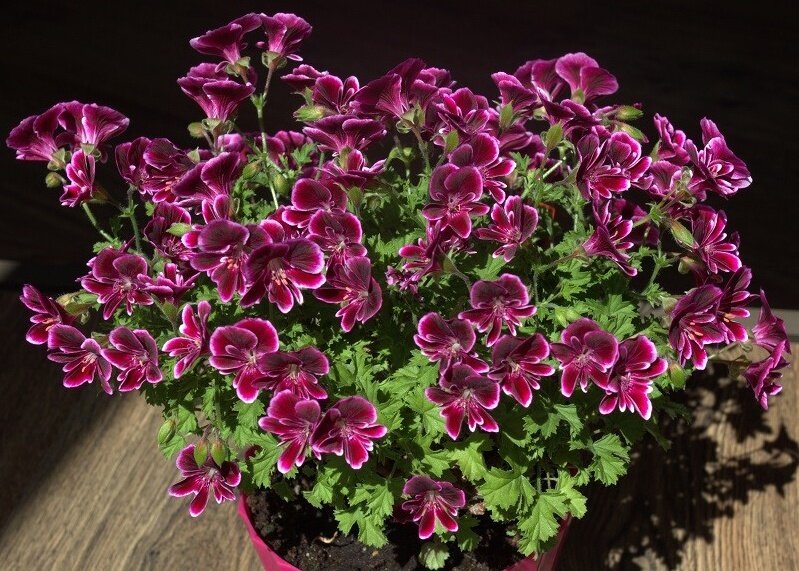Пеларгония Berkswell Bonanza, источник https://hitflora.ru/product/pelargoniya-berkswell-bonanza
