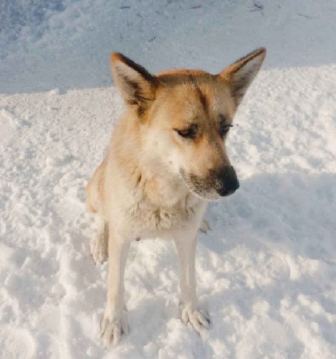 Мама собака Ласка. Добрая и ласковая