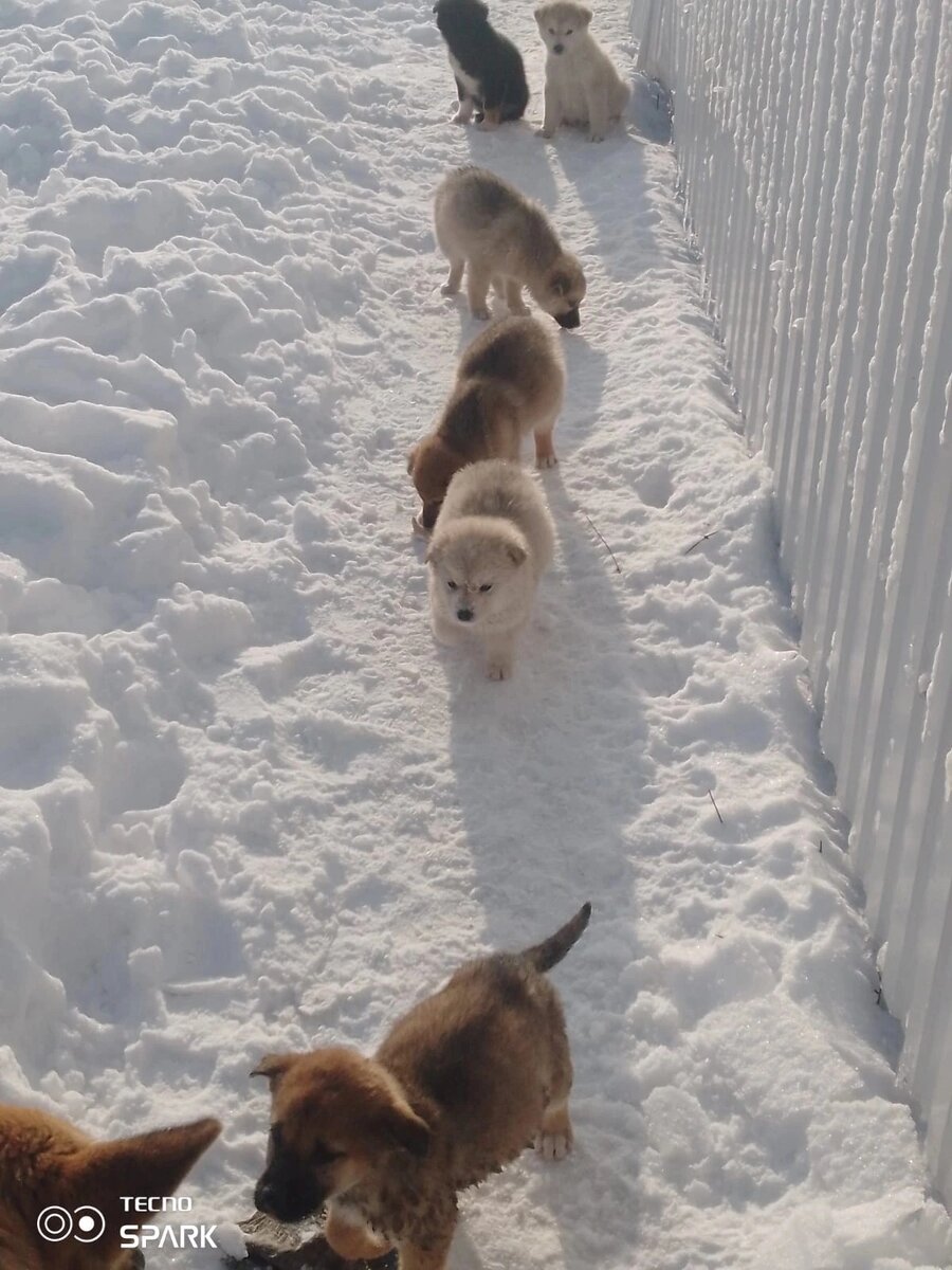 А это все её детки