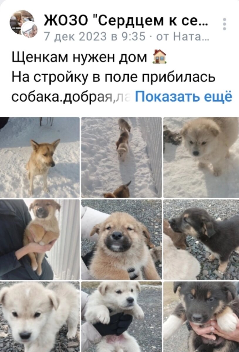 Вот первый пост об этом семействе