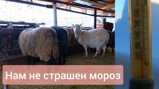 Как пережить трескучие морозы курам,свиньям,овцам// домашние полуфабрикаты