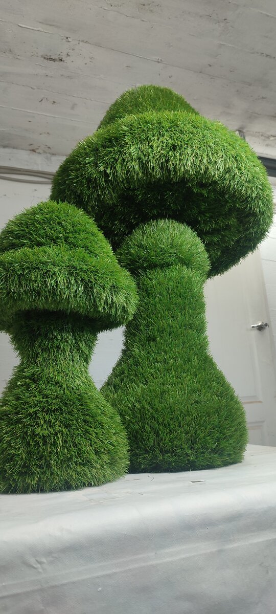 Наши первые грибы 