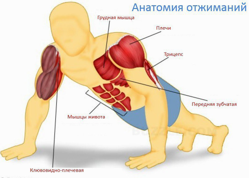 Какие мышцы нужно тренировать