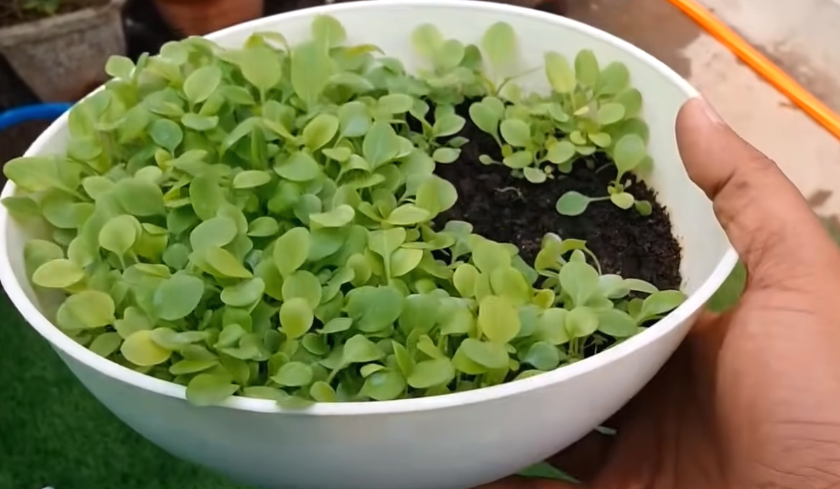 петуния рассада. рассада петунии из семян. сеянцы петунии полегли. посев петунии семенами на рассаду. петуния уникум рассада.