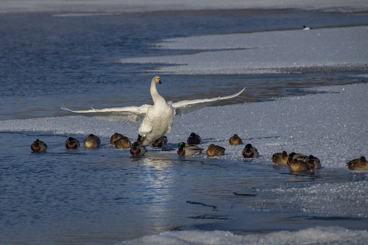 "На счёт три засыпаем!" Мой совсем свежий кадр с Лебединого озера Алтая