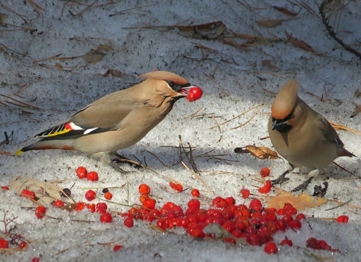 Фото: пресс-служба центра охраны животных «Наша природа» 