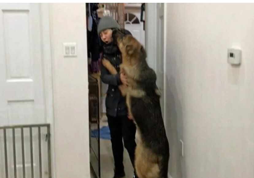 Картинка чтоб показать как примерно стоял Лорд и как выхватил сигарету, фото просто из интернета и эта овчарка больше похожа на моего Джека