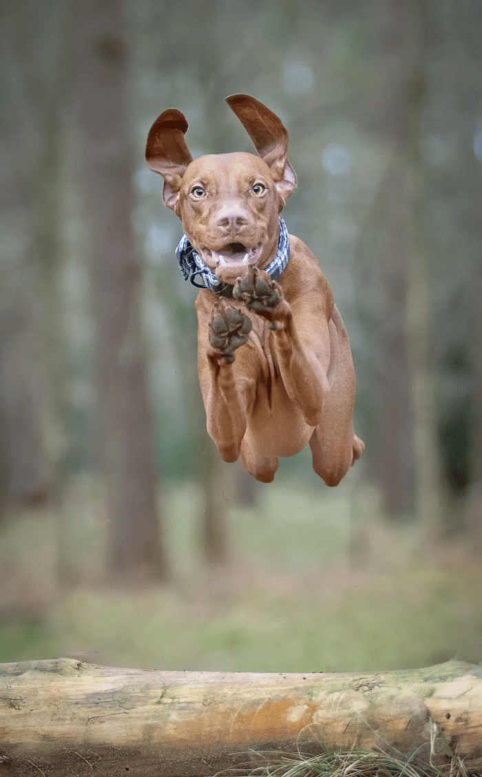 Собака спортсмен