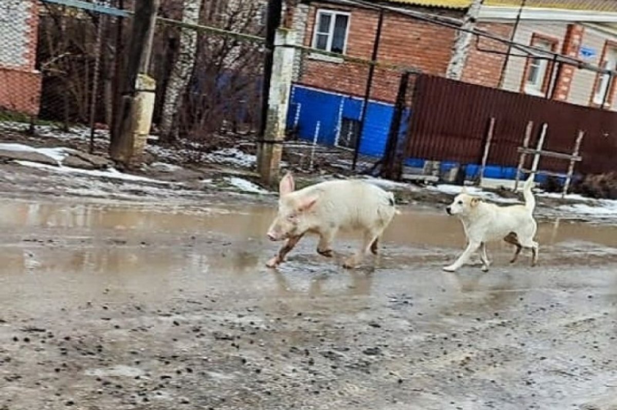    В Астрахани свинья устроила соревнование в скорости с собаками