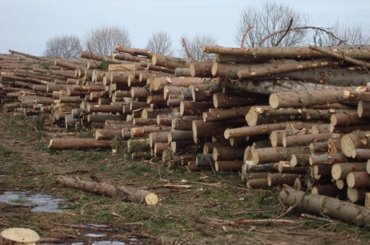    Ранее судимых жителей Забайкалья подозревают в незаконной заготовке дров