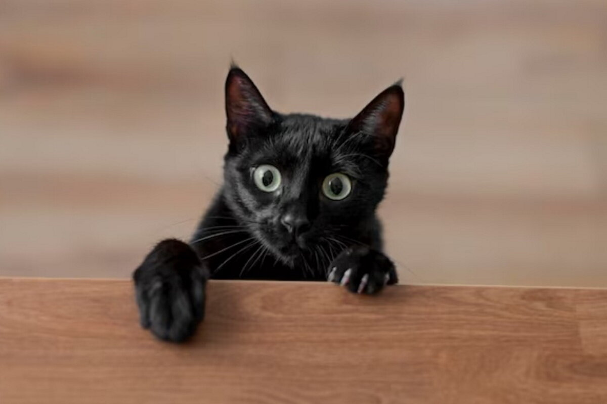    Чтобы у кошки не было соблазна залезть на стол, с него стоит все убратьФото: freepik.com/author/freepik