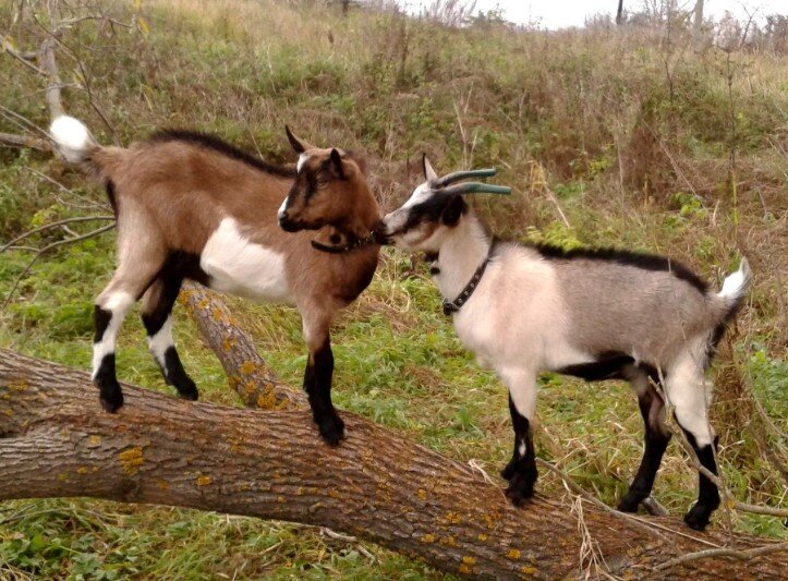 Альпийская коза