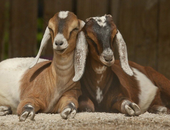 Нубийская коза