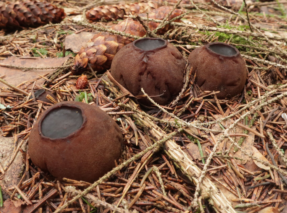 Их теперь совсем нельзя. Вот прям жестко (фото И.Лебединского)