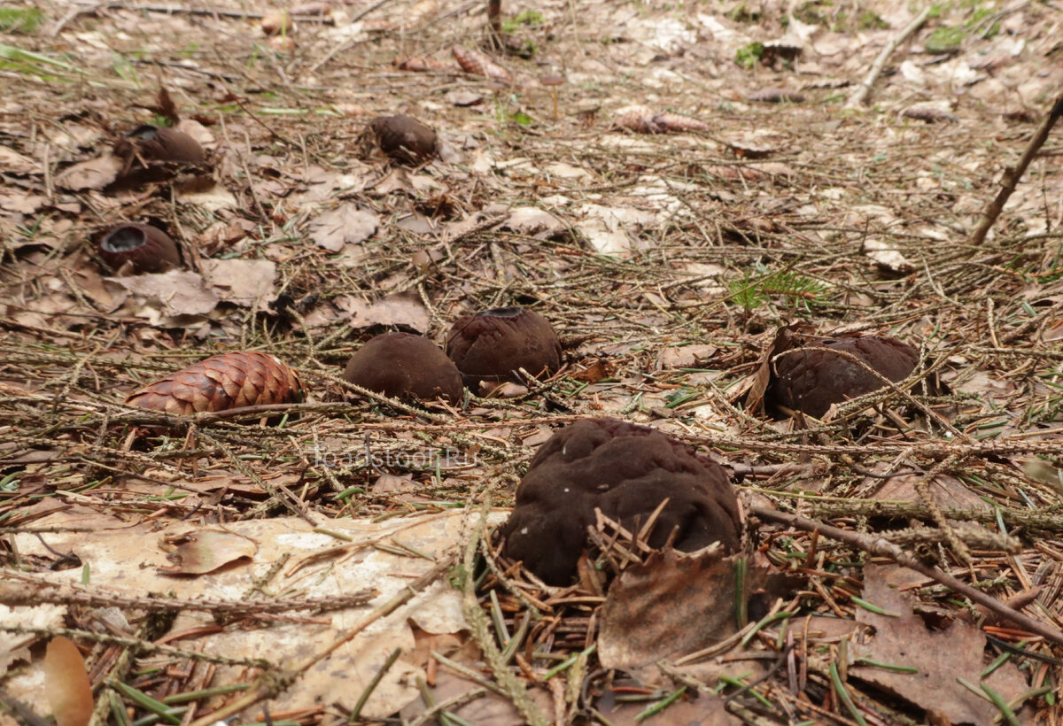 А они, как назло, колосятся целыми поляными... (фото И.Лебединского)