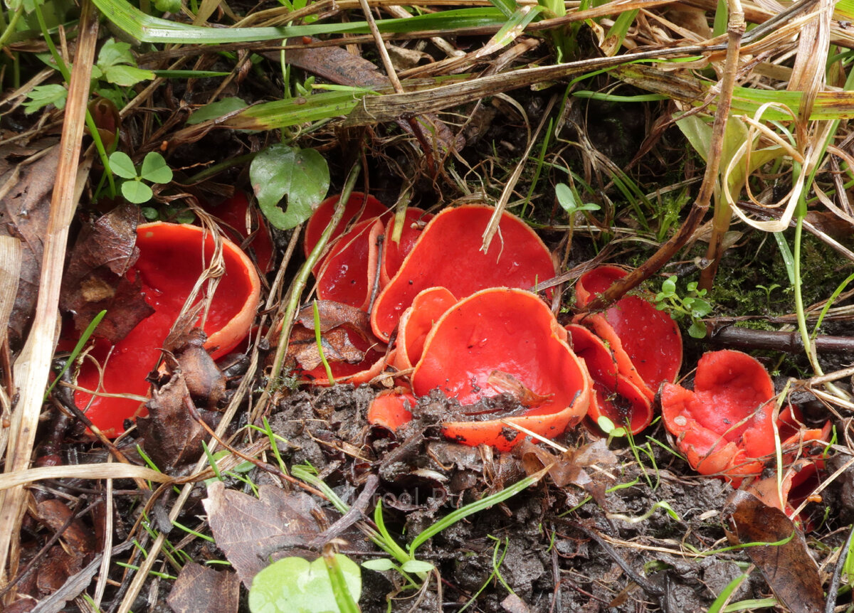 Эти можно не трогать - перезрелые и насквозь грязные (фото И.Лебединского)