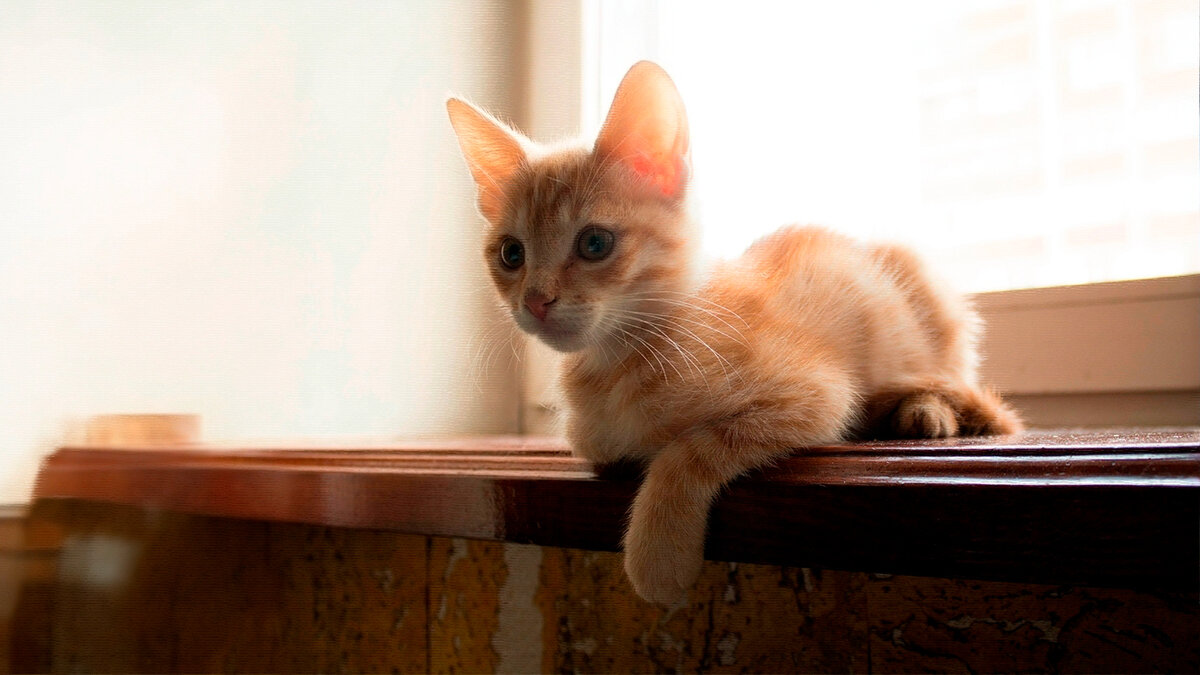 источник фото: animals.pibig.info