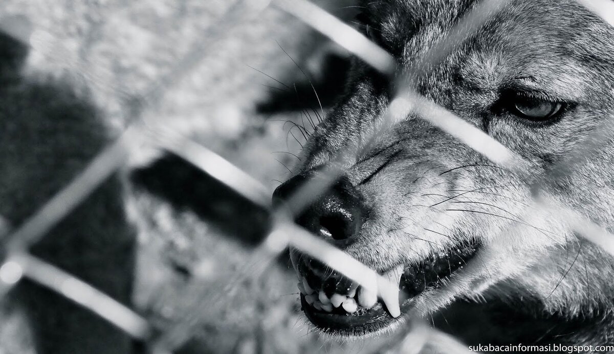 Фото из интернета в свободном доступе 