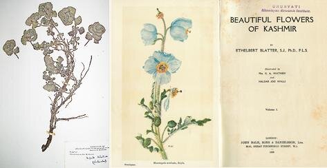 Гербарии Института «Урусвати»