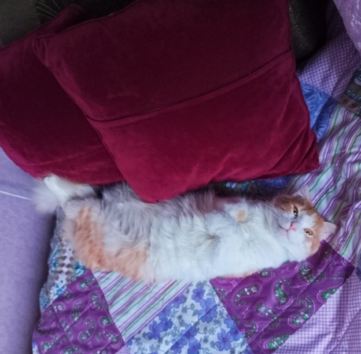 Нежится на кровати