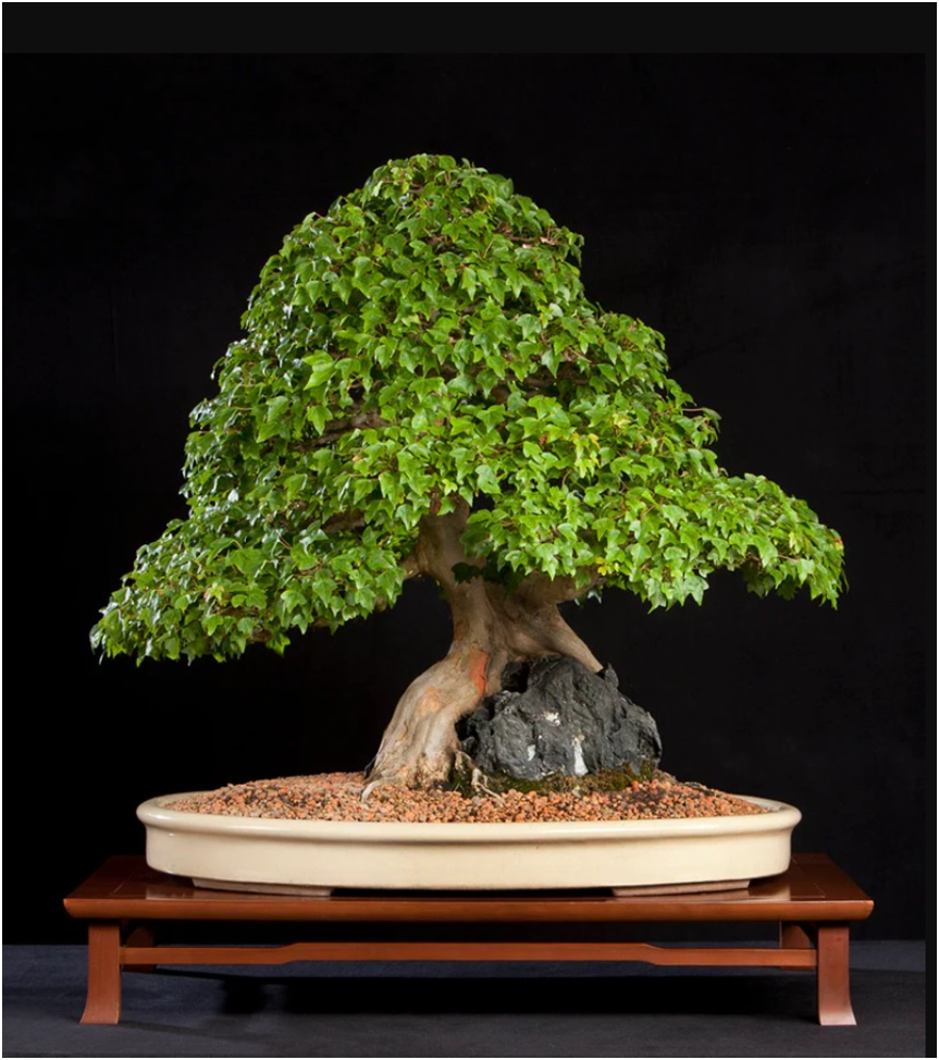 Источник: https://stonelantern.com/blogs/bonsai-bark/some-of-the-most-outstanding-bonsai-in-the-world