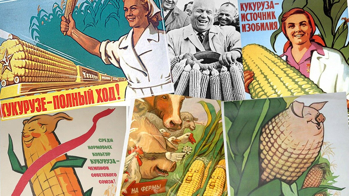 Когда говорят о Никите Хрущёве, то часто вспоминают о его неоднозначных решениях. Например, при нём поля были массово засеяны кукурузой, что очень быстро привело к продовольственному кризису.-2