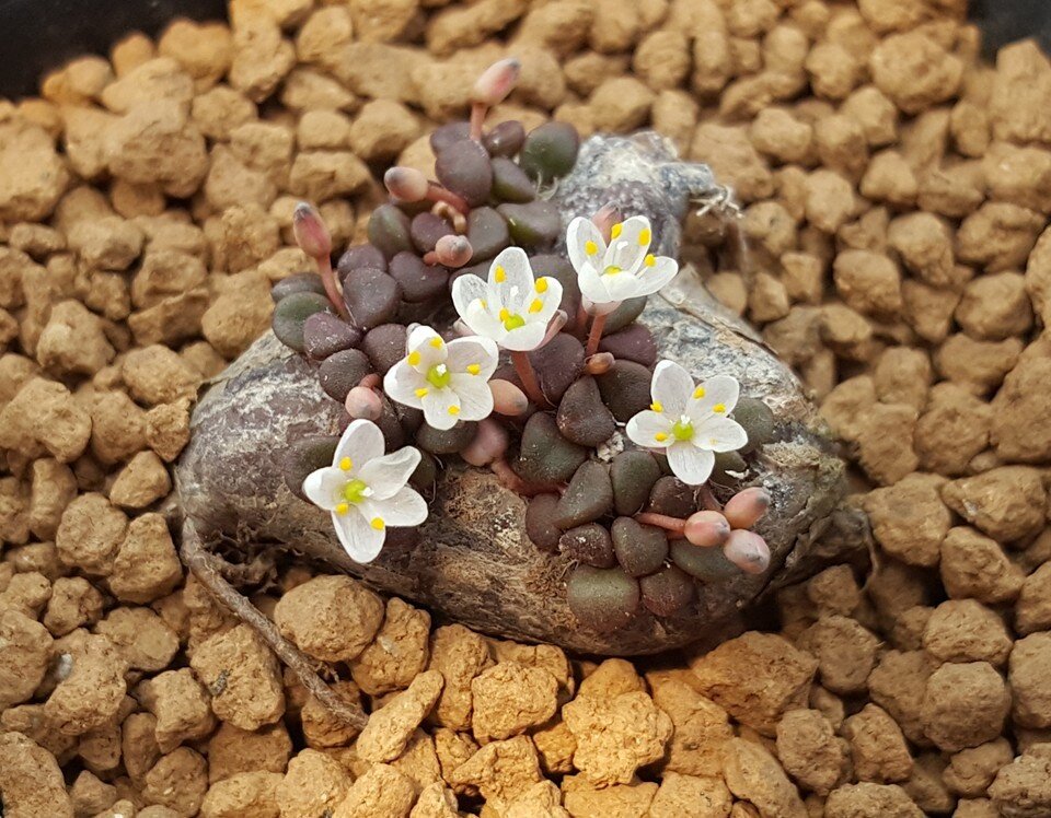 Anacampseros comptonii, источник: https://flickr.com/photos/49263050@N08/20817019343/