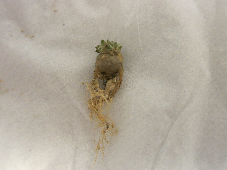 Anacampseros comptonii, один из полученных мною экземпляров сразу после распаковки