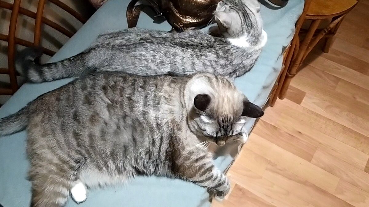 Там коты тут коты. Там коты тут коты