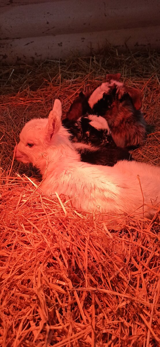 Козлята под красной лампой