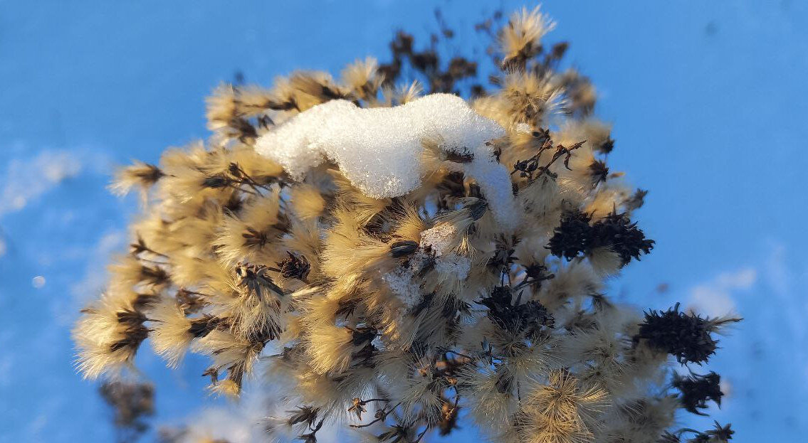 Видите снежного барса?