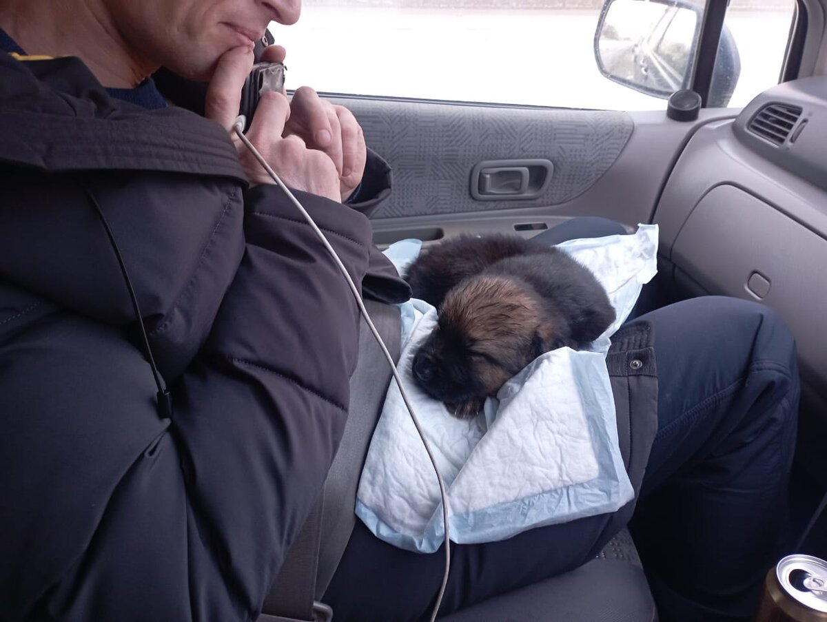 Знакомьтесь, это Барон, щенок немецкой овчарки. Сейчас он едет на руках у зятя в свой новый дом. 