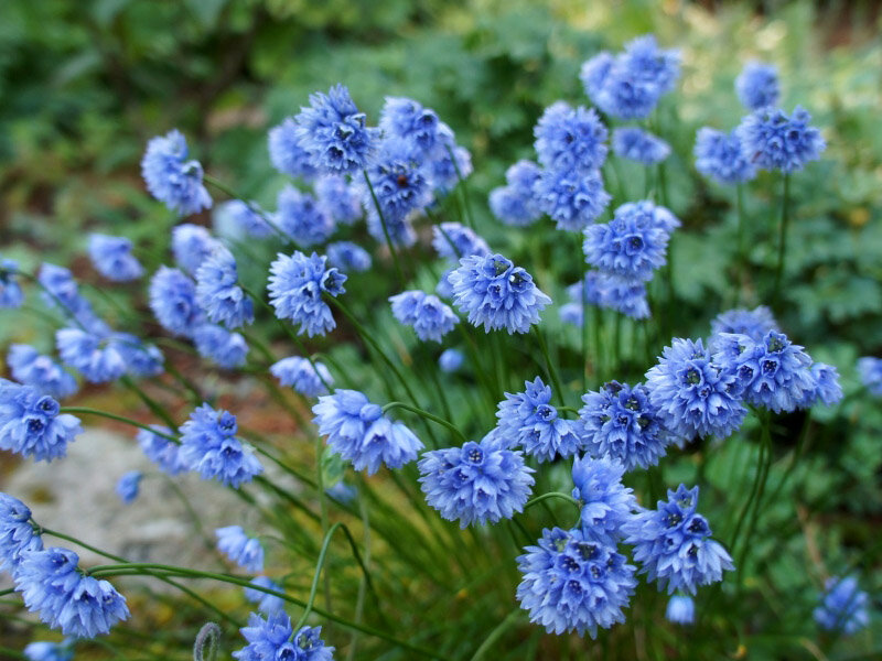 Allium sikkimense, источник: https://www.specialplants.net/shop/seeds/allium_sikkimense/