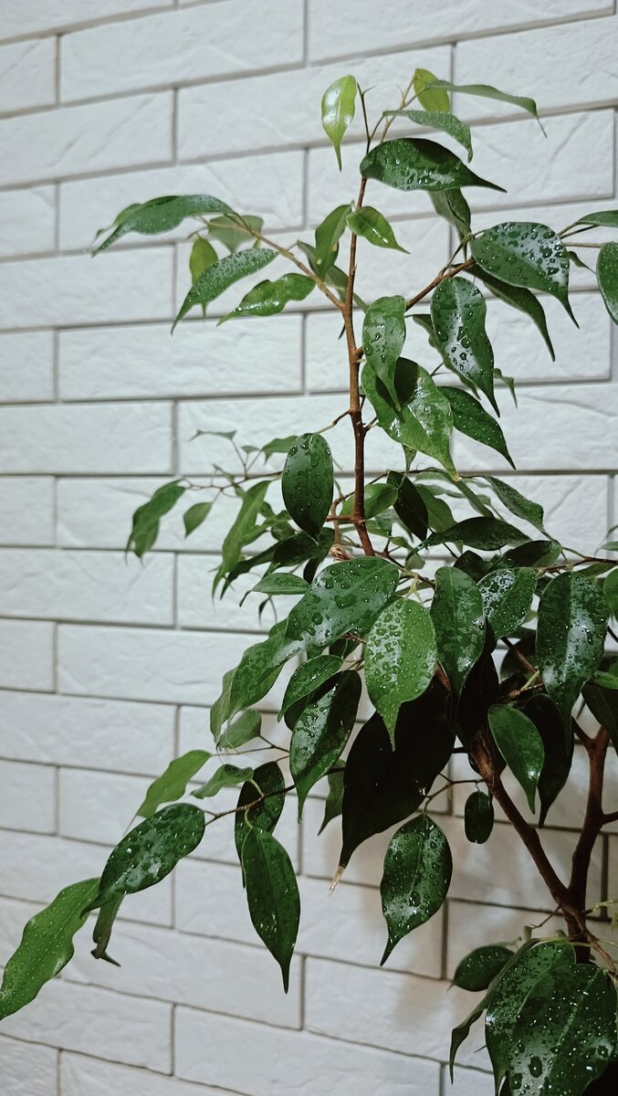 Фикус каучуконосный зимой. Протирание комнатных растений. Как зимует фикус. Опрыскивание комнатных растений. Как ухаживать за фикусом зимой.