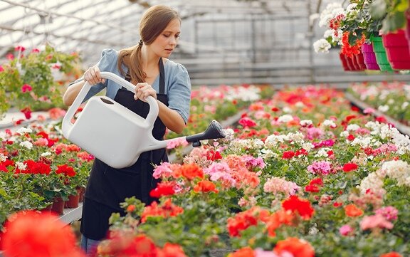 важный  фактор, влияющий на цветение пеларгонии -  влажность почвы.  https://ru.freepik.com