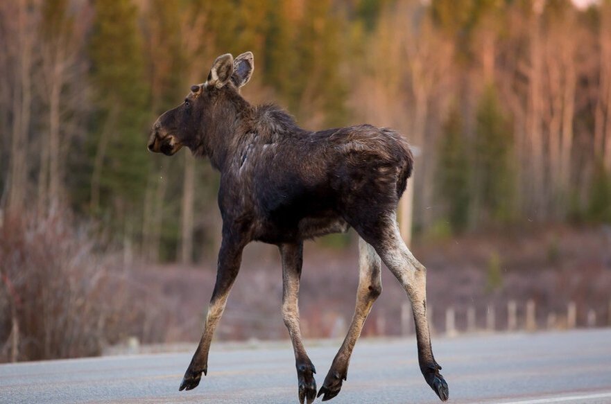 Лосёнок. Фото из интернета
