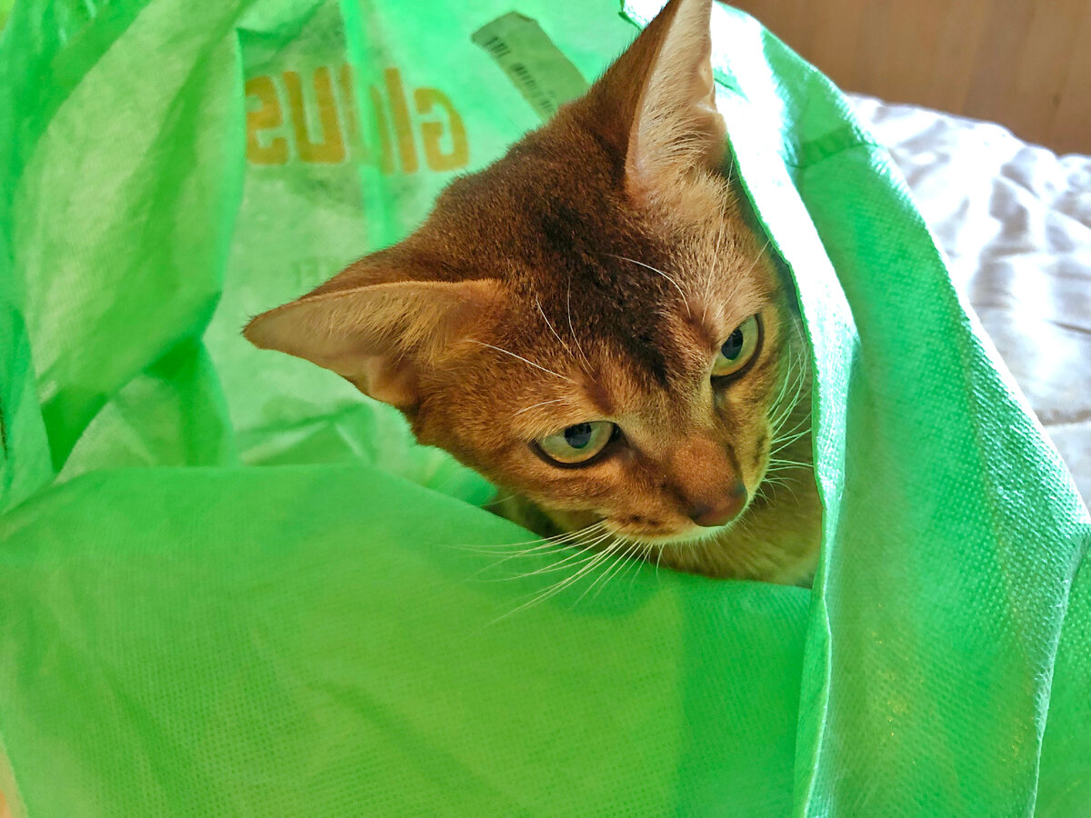 Наша милая абиссинка Шани. Фото автора статьи.