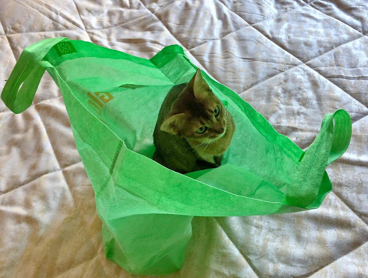 Наша милая абиссинка Шани. Фото автора статьи.