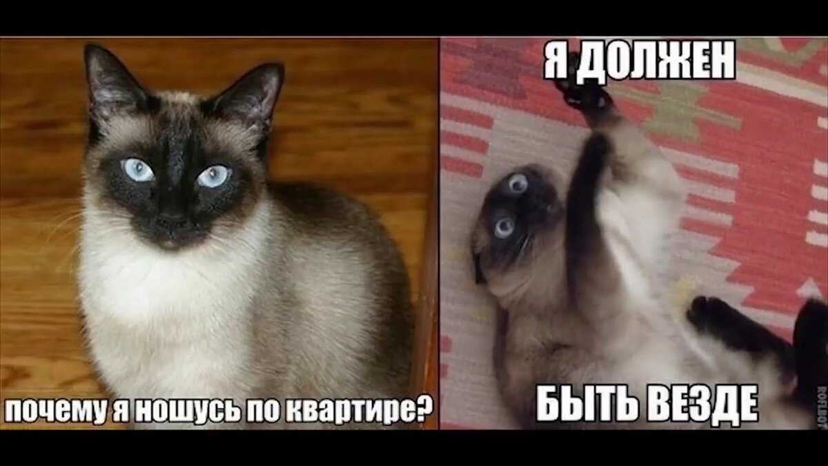 Мемы с котами фото с надписями