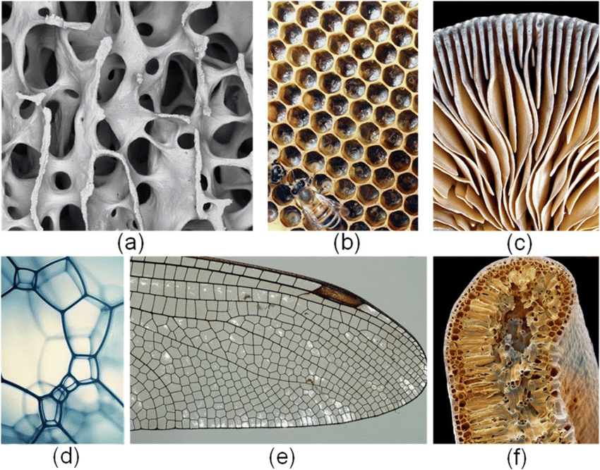 Irregular Cellular Structure in nature