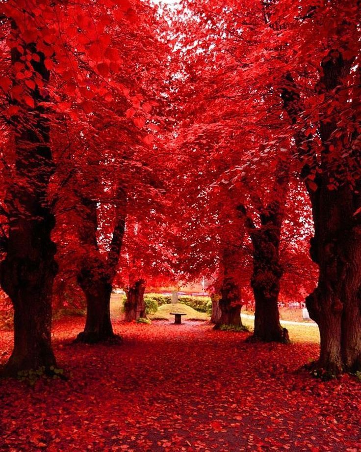 Золотисто алый. Красная осень. Красное дерево. Красная природа. Красивое красное дерево.